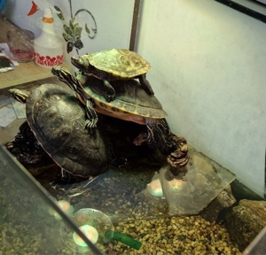 3 Wasserschildkröten mit Zubehör Bild 2