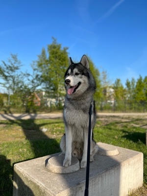 Deckrüde Sibirian Husky