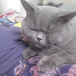 Reinrassiger BKH Deckkater Bild 4