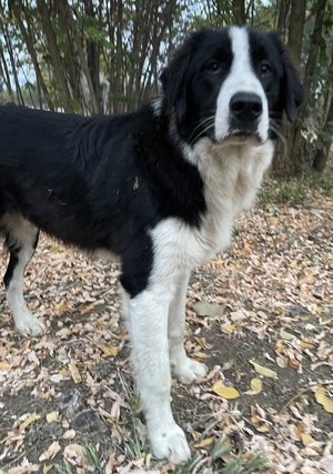 Sloan, geb. ca. 01 2022, in GRIECHENLAND, auf Gelände, auf dem die Hunde notdürftig versorgt werden Bild 6