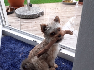 Yorkshire Terier(mini) Bild 2