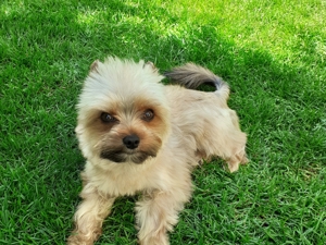 Yorkshire Terier(mini) Bild 6