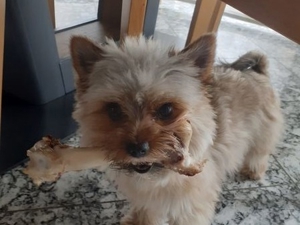 Yorkshire Terier(mini) Bild 8