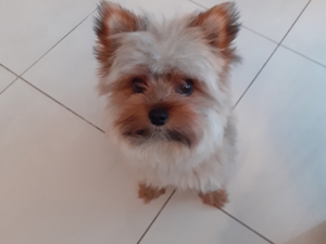 Yorkshire Terier(mini) Bild 4