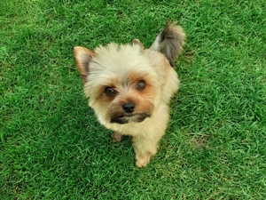 Yorkshire Terier(mini) Bild 7