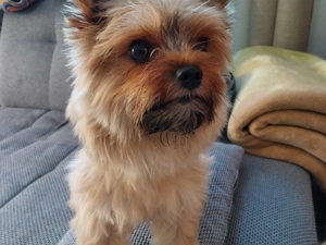 Yorkshire Terier(mini) Bild 5