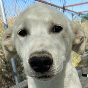 Tassilo, geb. ca. 04 2021, lebt in GRIECHENLAND, im städt. Tierheim Serres