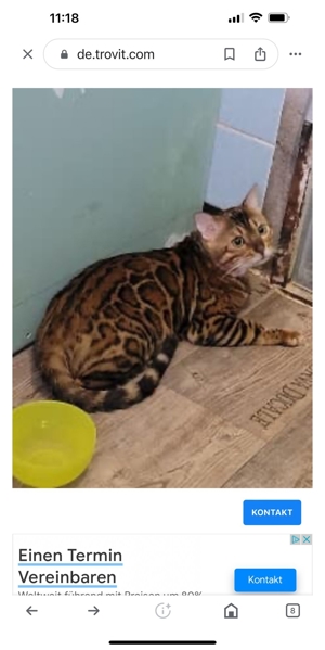 Bengal Deckkater - top Stammbaum, wunderschön, braun mit XXL Rosetten