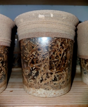 Drosophila, Große Springschwänze, Blattläuse, Asseln  Bild 7