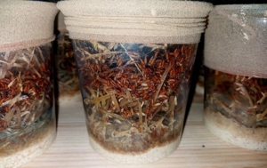 Drosophila, Große Springschwänze, Blattläuse, Asseln  Bild 3