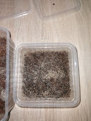 Drosophila, Große Springschwänze, Blattläuse, Asseln  Bild 11