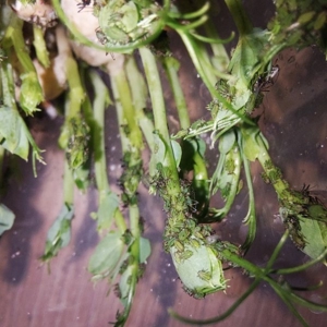 Drosophila, Große Springschwänze, Blattläuse, Asseln  Bild 6