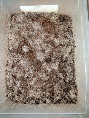 Drosophila, Große Springschwänze, Blattläuse, Asseln  Bild 5