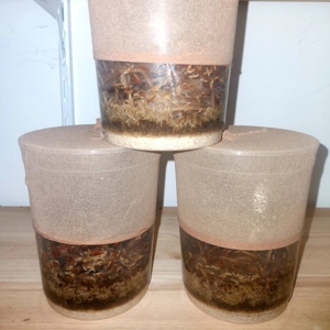 Drosophila, Große Springschwänze, Blattläuse, Asseln  Bild 10