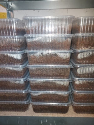 Drosophila, Große Springschwänze, Blattläuse, Asseln  Bild 4