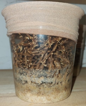 Drosophila, Große Springschwänze, Blattläuse, Asseln  Bild 2