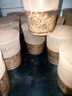 Drosophila, Große Springschwänze, Blattläuse, Asseln  Bild 9