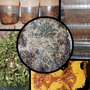 Drosophila, Große Springschwänze, Blattläuse, Asseln  Bild 8