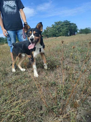 Goblin, liebe verschmuste Fellnase Bild 2