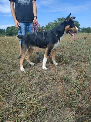 Goblin, liebe verschmuste Fellnase Bild 3