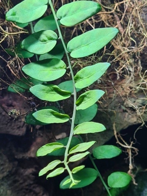 Sol-anum spec Costa Rica, Kletterpflanze, Ranke, Regenwald Terrarium Pflanze Bild 2