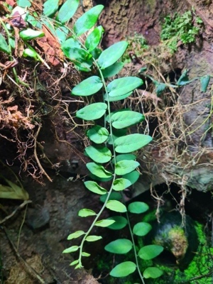 Sol-anum spec Costa Rica, Kletterpflanze, Ranke, Regenwald Terrarium Pflanze Bild 3