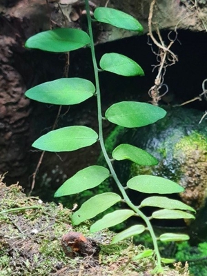 Sol-anum spec Costa Rica, Kletterpflanze, Ranke, Regenwald Terrarium Pflanze Bild 1