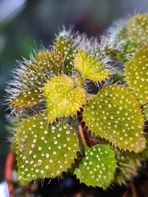 Sarcopyramis spec green white dots & hairs