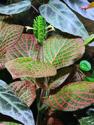 Fittonia Giant, Mosaikpflanze, Regenwald Terrarium Pflanze, Rarität  Bild 1