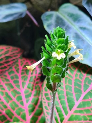Fittonia Giant, Mosaikpflanze, Regenwald Terrarium Pflanze, Rarität  Bild 3