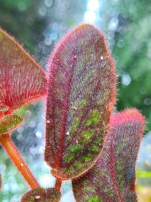 Sonerila purple, Melastomataceae, Rarität, Regenwald Terrarium Pflanze  Bild 2