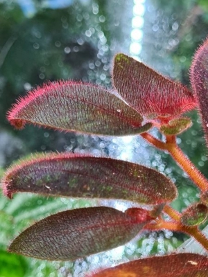 Sonerila purple, Melastomataceae, Rarität, Regenwald Terrarium Pflanze  Bild 1