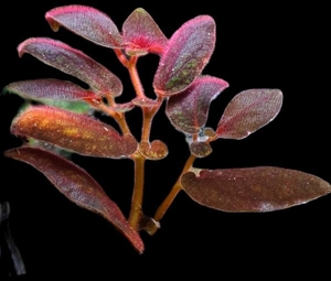 Sonerila purple, Melastomataceae, Rarität, Regenwald Terrarium Pflanze  Bild 3