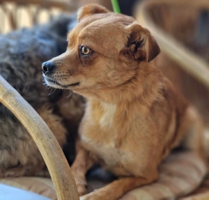 Charly - lieber Bub sucht Geborgenheit und ein liebes Zuhause