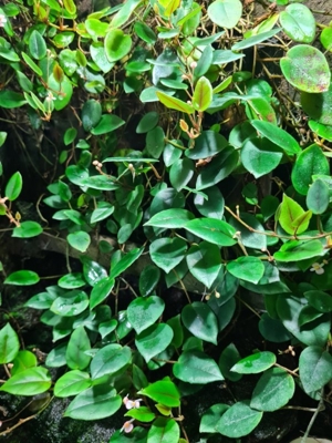 Begonia schulzii, Begonie Ranke, Regenwald Terrarium Pflanze  Bild 2
