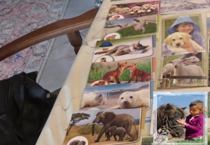 Tier Postkarten zu verschenken