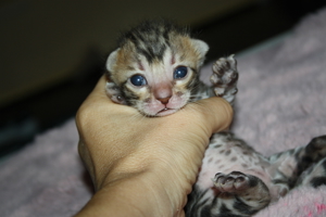 Bengal Kitten Deluxe - Minileoparden fürs wohnzimmer in silver, braun sowie snow XXL Rosetten Bild 9