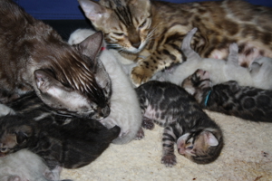 Bengal Kitten Deluxe - Minileoparden fürs wohnzimmer in silver, braun sowie snow XXL Rosetten Bild 10