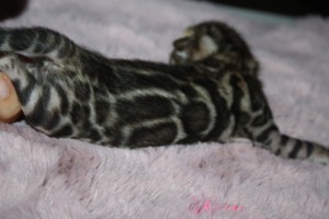 Bengal Kitten Deluxe - Minileoparden fürs wohnzimmer in silver, braun sowie snow XXL Rosetten Bild 11
