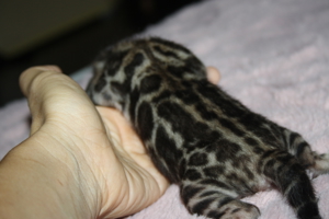 Bengal Kitten Deluxe - Minileoparden fürs wohnzimmer in silver, braun sowie snow XXL Rosetten Bild 7
