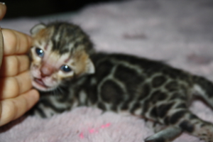 Bengal Kitten Deluxe - Minileoparden fürs wohnzimmer in silver, braun sowie snow XXL Rosetten Bild 3