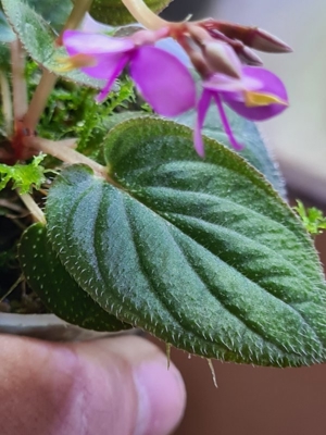 Sonerila Tuber spec. Thailand ,Regenwald Terrarium Pflanze, sehr seltene Rarität  Bild 3