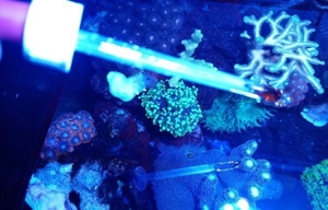 Meerwasser Iod 100ml in Pipettenflasche  Bild 2