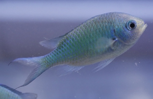 Chromis Viridis - Grünes Schwalbenschwänzchen - Größe M