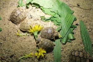 Testudo Kleinmanni Nachzuchten aus 2024