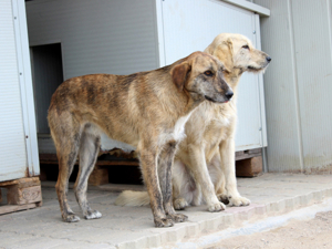 Alvise sucht sein Zuhause (noch auf Sardinien) Bild 4