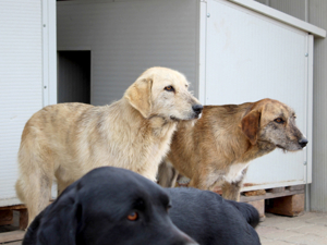 Alvise sucht sein Zuhause (noch auf Sardinien) Bild 3