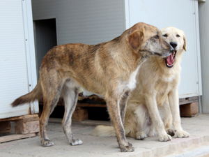 Alvise sucht sein Zuhause (noch auf Sardinien) Bild 2