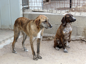 Alvise sucht sein Zuhause (noch auf Sardinien) Bild 5