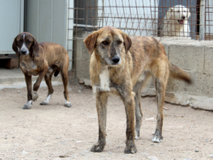 Alvise sucht sein Zuhause (noch auf Sardinien) Bild 6